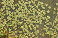 Marsilea minuta